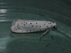 Spindle ermine 