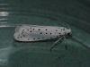 Spindle ermine Copyright: Peter Furze