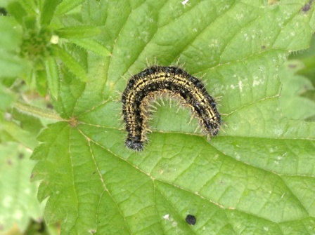 Small Tortoiseshell larva on nettle Copyright: Sophie Dennison