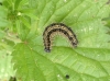 Small Tortoiseshell larva on nettle Copyright: Sophie Dennison