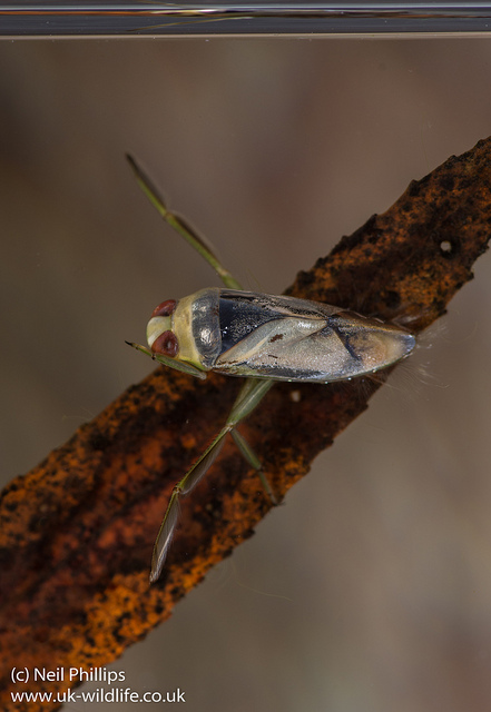 Small Backswimmer Copyright: Neil Phillips