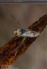 Small Backswimmer