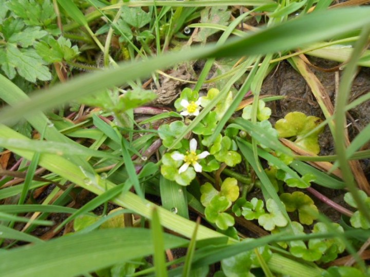 Ranunculus hederaceus Copyright: Chris Huggins