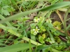 Ranunculus hederaceus 