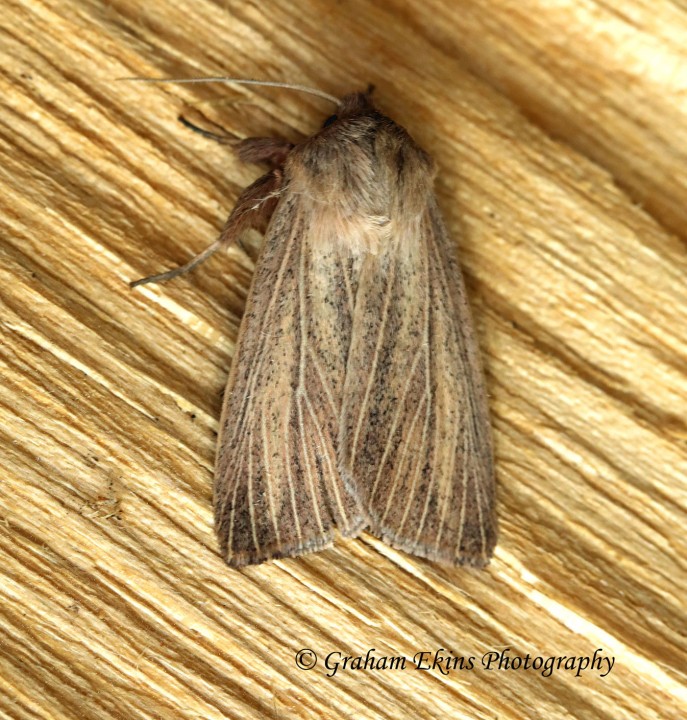 Mythimna pudorina  Striped Wainscot 2 Copyright: Graham Ekins