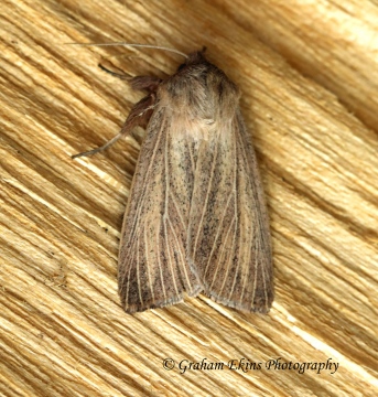 Mythimna pudorina  Striped Wainscot 2 Copyright: Graham Ekins