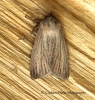 Mythimna pudorina  Striped Wainscot 2 