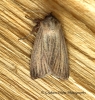 Mythimna pudorina  Striped Wainscot 2