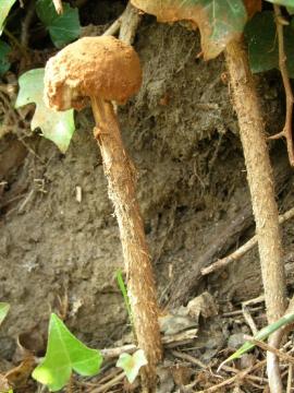 Battarrea phalloides Copyright: Barry Ruggles 18-09-2008