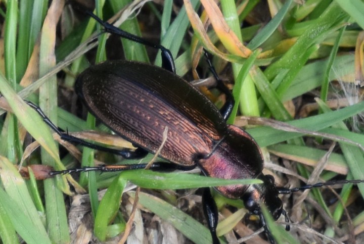 Carabus monilis 01 Copyright: Tracy Fance