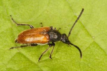 Pseudovadonia livida Copyright: Peter Harvey