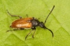 Pseudovadonia livida 