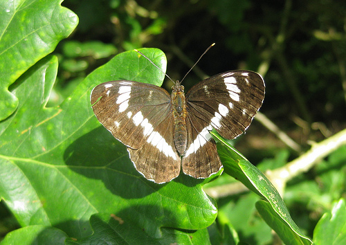 White Admiral. Copyright: Stephen Rolls