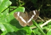 White Admiral. Copyright: Stephen Rolls