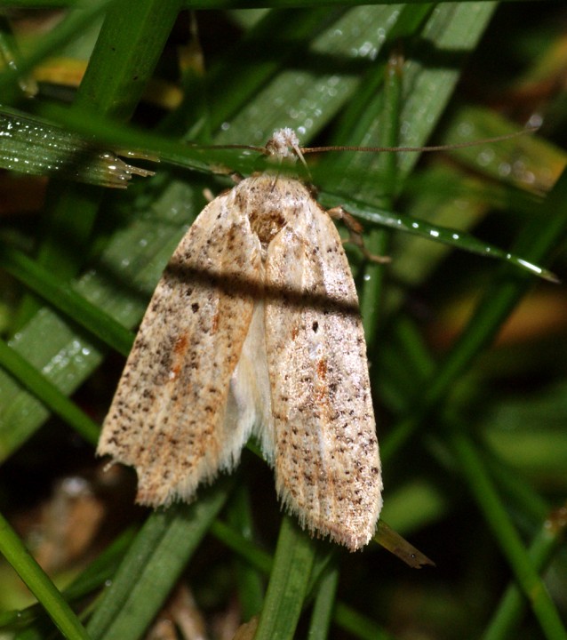 Agonopterix nervosa Copyright: Ben Sale