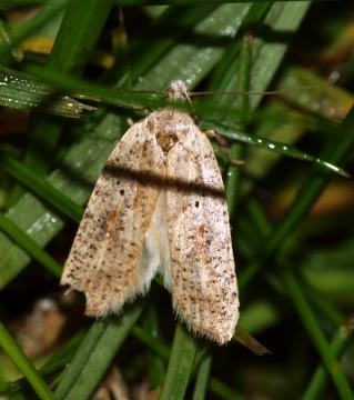 Agonopterix nervosa Copyright: Ben Sale