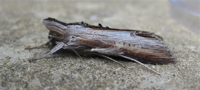 Star-Wort. Copyright: Stephen Rolls