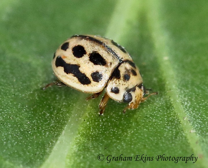 Tytthaspis sedecimpunctata  (16-Spot Ladybird) Copyright: Graham Ekins