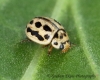Tytthaspis sedecimpunctata  (16-Spot Ladybird) 