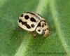 Tytthaspis sedecimpunctata  (16-Spot Ladybird)