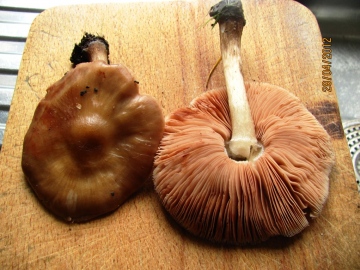 Entoloma clypeatum Copyright: Graham Smith