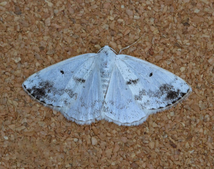 Lomographa temerata   Clouded Silver 2 Copyright: Graham Ekins