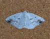 Lomographa temerata   Clouded Silver 2 Copyright: Graham Ekins