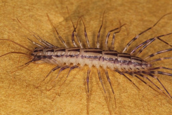 Scutigera coleoptrata Copyright: Peter Harvey