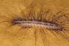 Scutigera coleoptrata Copyright: Peter Harvey