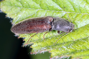 Athous haemorrhoidalis - 2 (8 May 2011) Copyright: Leslie Butler