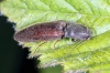 Athous haemorrhoidalis - 2 (8 May 2011) Copyright: Leslie Butler