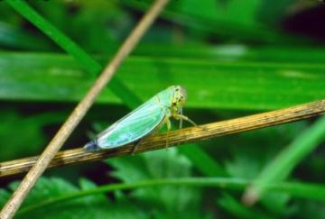 Cicadella viridis Copyright: Peter Harvey