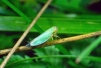 Cicadella viridis