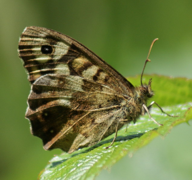 Speckled Wood (underside) Copyright: Robert Smith