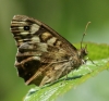 Speckled Wood (underside) Copyright: Robert Smith