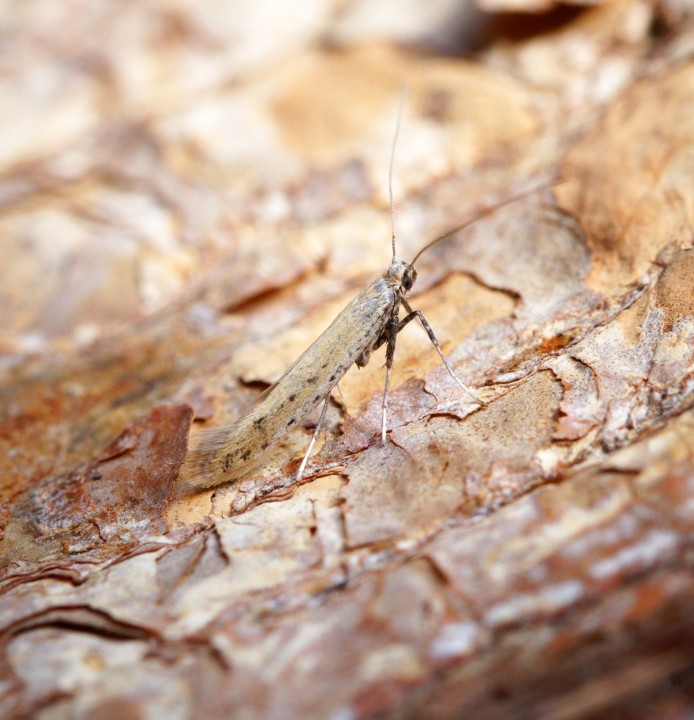 Aspilapteryx tringipennella 1 Copyright: Ben Sale