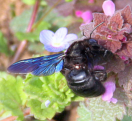 Xylocopa violacea Copyright: Christine Le Fur