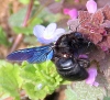 Xylocopa violacea Copyright: Christine Le Fur