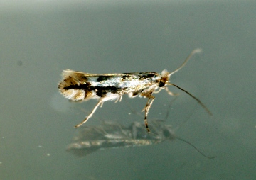 Phyllonorycter blancardella Copyright: Ben Sale