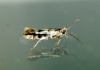 Phyllonorycter blancardella Copyright: Ben Sale