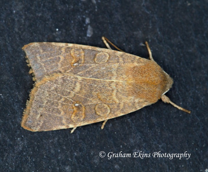 Pale-lemon Sallow (Cirrhia ocellaris) 1 Copyright: Graham Ekins