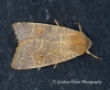 Pale-lemon Sallow (Cirrhia ocellaris) 1 Copyright: Graham Ekins