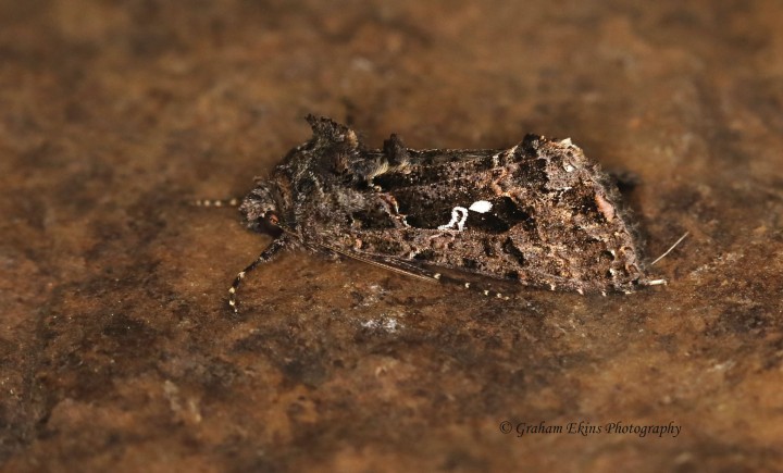 Scar Bank Gem  Ctenoplusia limbirena  2 Copyright: Graham Ekins