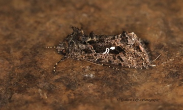 Scar Bank Gem  Ctenoplusia limbirena  2 Copyright: Graham Ekins