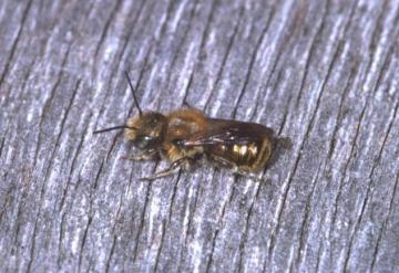 Osmia caerulescens Copyright: Peter Harvey