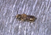 Osmia caerulescens