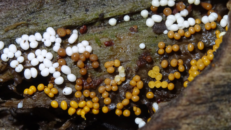 Trichia varia Copyright: Raymond Small