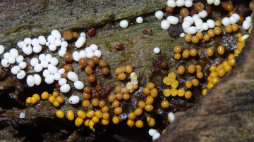 Trichia varia Copyright: Raymond Small