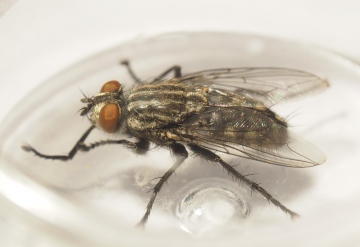 Sarcophaga argyrostoma (male) 2 Copyright: Daniel Blyton