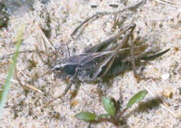 Platycleis albopunctata